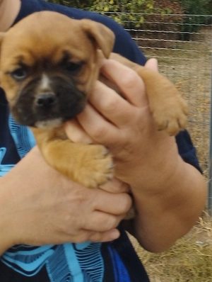 Bulldog kever k kutyusok - kép 4