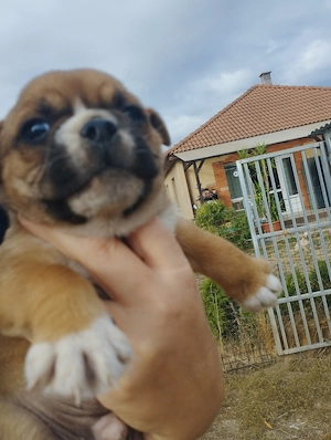 Bulldog kever k kutyusok - kép 2