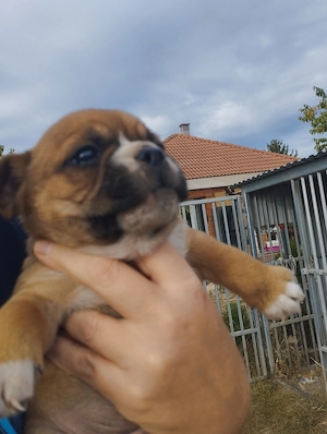Bulldog kever k kutyusok - kép 5