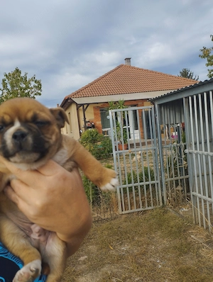Bulldog kever k kutyusok - kép 3