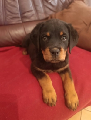Rottweiler szuka kiskutya  - kép 2