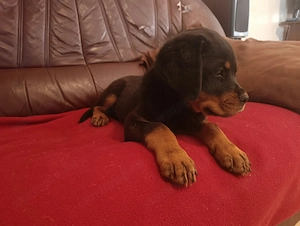 Rottweiler szuka kiskutya  - kép 4