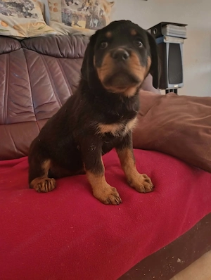 Rottweiler szuka kiskutya  - kép 3