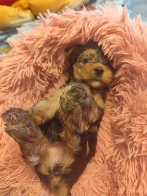 yorkshire terrier kislány. - kép 3