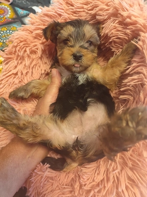yorkshire terrier kislány. - kép 2