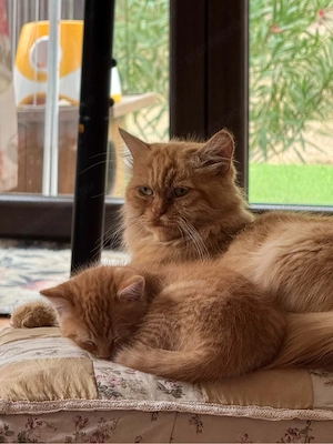 perzsa anyátol es házi apátol kiscicak elado.  - kép 2