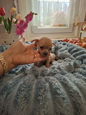 Picúrka méretű fajtiszta csivava kislányok. - kép 4