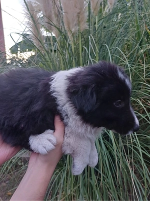 Border Collie kiskutyák - kép 4