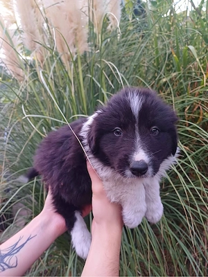 Border Collie kiskutyák - kép 3
