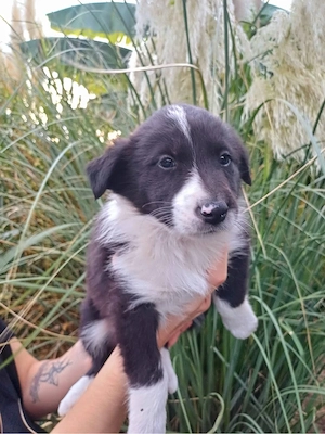 Border Collie kiskutyák