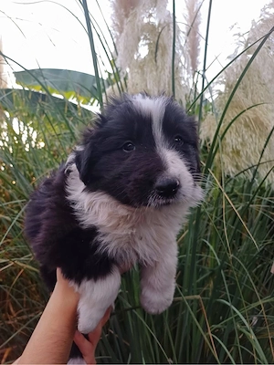 Border Collie kiskutyák - kép 2