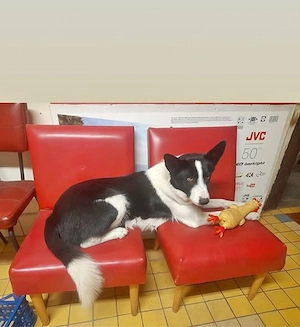 Border Collie kiskutyák - kép 5