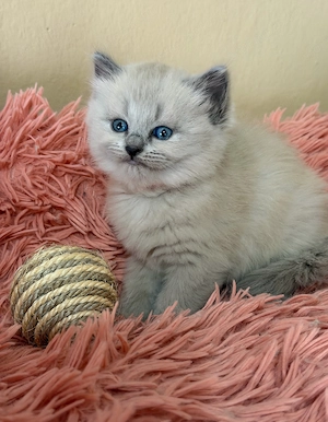 Ragdoll Cherubim kislány 
