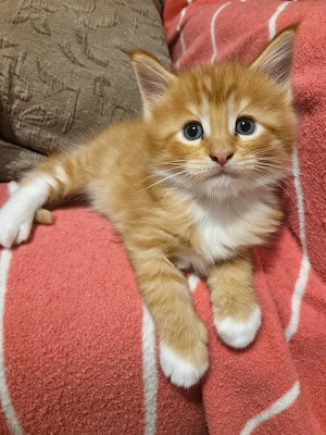 Törzskönyvezett szülőktől Maine Coon babyk foglalhatókak, elvihetőek!!