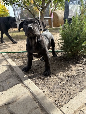 cane corso kolykok  - kép 4