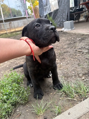 cane corso kolykok  - kép 2