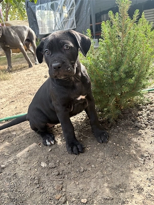 cane corso kolykok  - kép 3