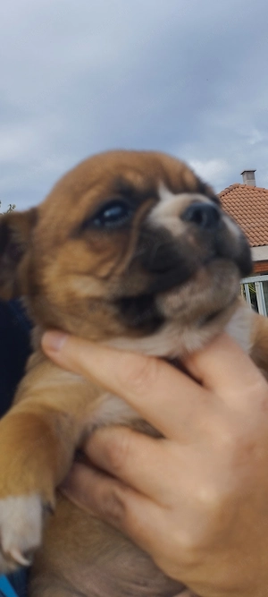 Bulldog kever k kutyusok - kép 4