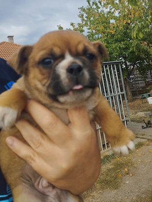 Bulldog kever k kiskuty k - kép 2