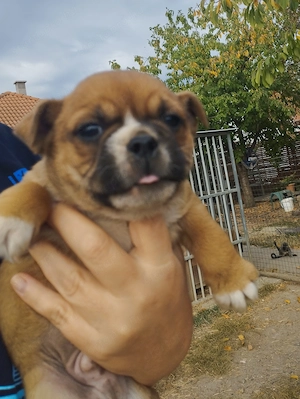 Bulldog kever k kutyusok - kép 3