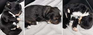Malshipoo kiskutyák foglalhatók  - kép 3