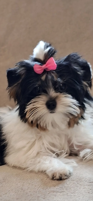 Biewer Yorkshire terrier szuka  - kép 3