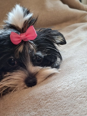 Biewer Yorkshire terrier szuka  - kép 2