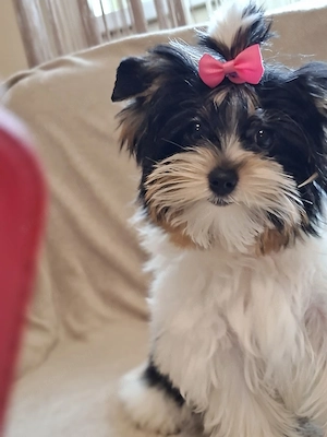 Biewer Yorkshire terrier szuka  - kép 4