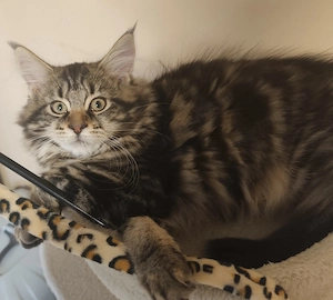Maine Coon Kislány  - kép 3