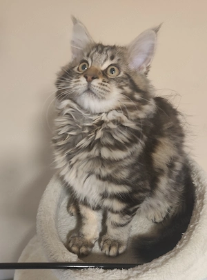 Maine Coon Kislány  - kép 2