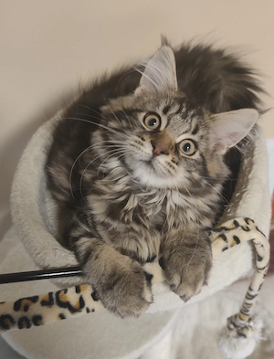 Maine Coon Kislány 