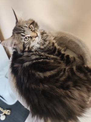 Maine Coon Kislány  - kép 5