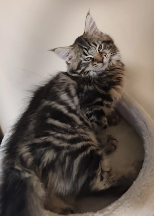 Maine Coon Kislány  - kép 4
