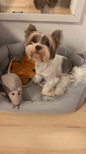 Biro yorki yorkshire terrier fedez - kép 4