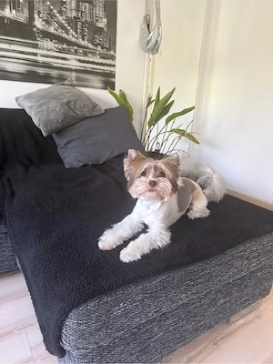 Biro yorki yorkshire terrier fedez - kép 3