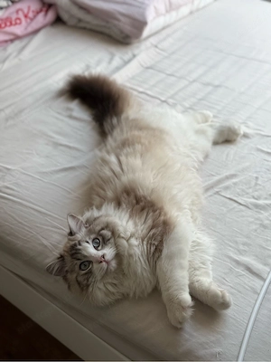 Ragdoll kandúr fedez - kép 2
