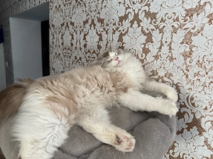 Ragdoll kandúr fedez - kép 3