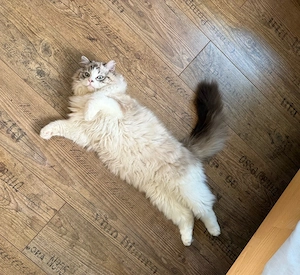Ragdoll kandúr fedez