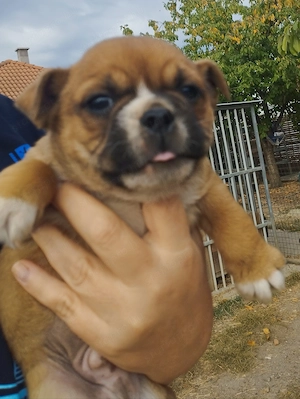 Bulldog kever k kiskuty k - kép 3
