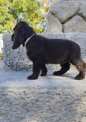Csoki angol cocker spániel  - kép 3