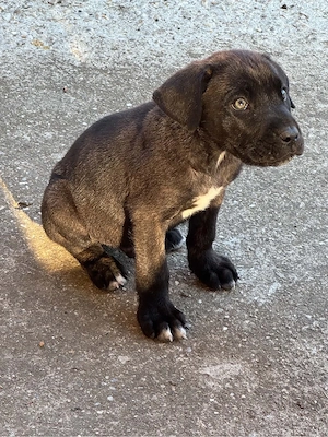 Cane Corso kölyök kutyák gazdájukat keresik - kép 3