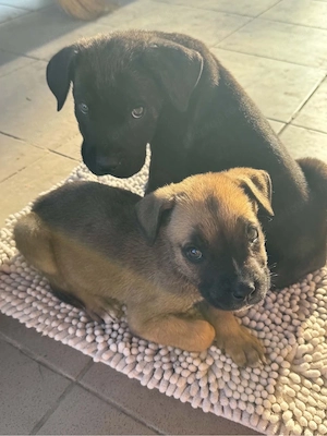 Cane Corso kölyök kutyák gazdájukat keresik - kép 2