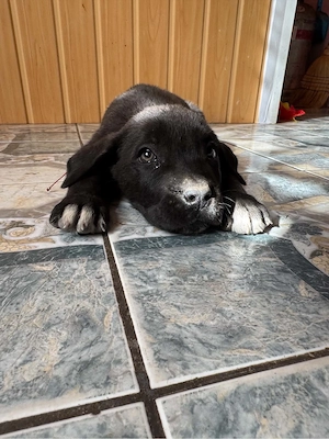 Cane Corso kölyök kutyák gazdájukat keresik - kép 6