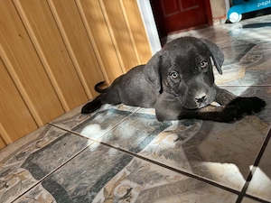 Cane Corso kölyök kutyák gazdájukat keresik - kép 4