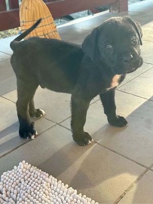Cane Corso kölyök kutyák gazdájukat keresik - kép 5