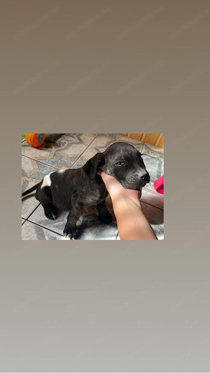 Cane Corso kölyök kutyák gazdájukat keresik - kép 8