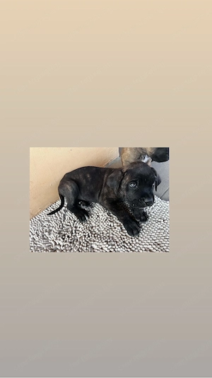 Cane Corso kölyök kutyák gazdájukat keresik - kép 7