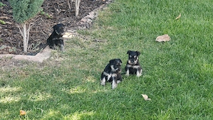 Törpe schnauzer fekete ezüst - kép 4
