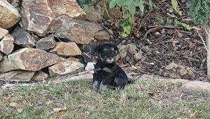 Törpe schnauzer fekete ezüst - kép 3
