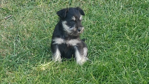 Törpe schnauzer fekete ezüst - kép 1